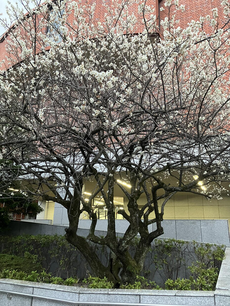【画像】Johns Hopkins大学、公衆衛生大学院研修プログラム、京都プログラム（第２回）